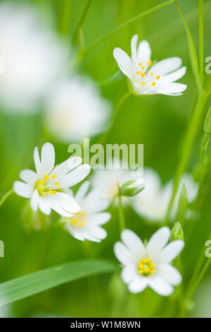 Greater Stitchwort (Rabelera holostea) flowers formerly Stellaria holostea also known as Addersmeat and Greater Starwort in a woodland in the southwest of England. Stock Photo