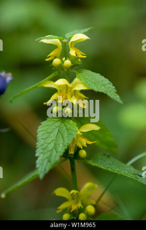 Yellow Archangel (Lamium galeobdolon) Stock Photo