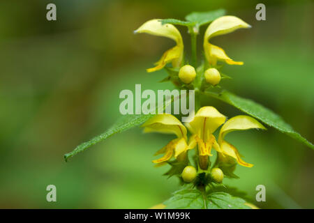 Yellow Archangel (Lamium galeobdolon) Stock Photo