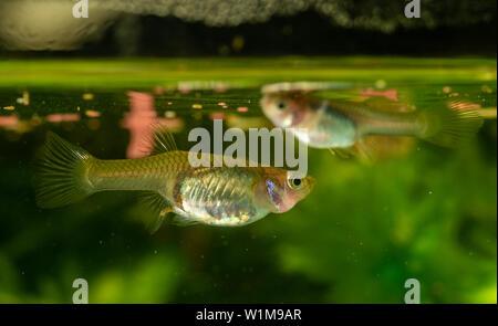 Several of guppy in aquarium. Selective focus with shallow depth of field. Stock Photo