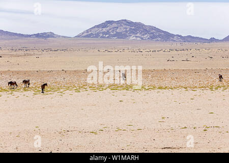 Group of feral horses on Namib desert, Namibia, Africa Stock Photo