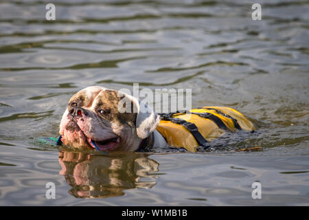 American Bulldog swimming in the water and fetching a toy Stock Photo