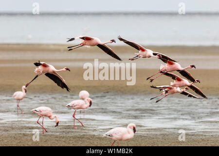 Flock of Flamingos on Walvis Bay, Namibia, Africa Stock Photo