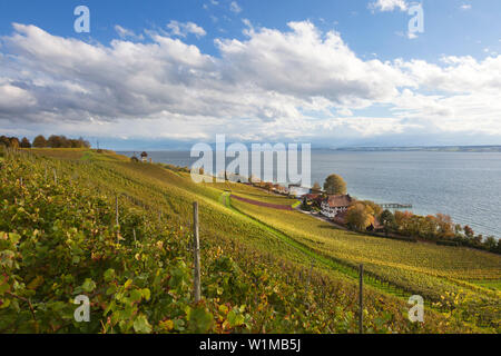 View over a vineyard near Meersburg to the lake, Lake Constance, Baden-Wuerttemberg, Germany Stock Photo