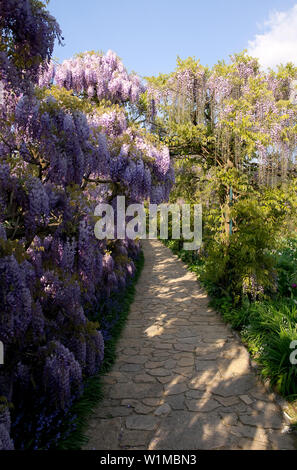 Wisteria floribunda, Japanese Wisteria, Germany, Europe Stock Photo