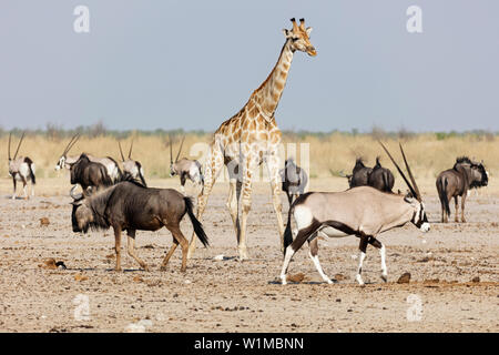 Giraffe, Gnus and Oryx at Etosha National Park, Namibia, Africa Stock Photo