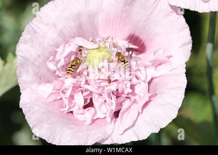 Hover-Fly or False Wasp on a Pink Poppy Stock Photo
