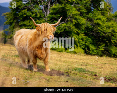 Close-up of Highland cattle on meadow at Auberge du Steinlebach, France
