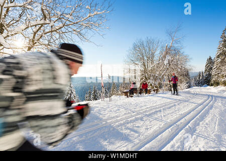 Skiing in a winter forest, racing, cross-country skiing, fir trees covered with snow, winter sport, Harz, Sankt Andreasberg, Lower Saxony, Germany Stock Photo