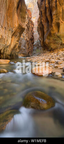 Virgin River, Narrows, Schlucht, Zion National Park, Utah, USA Stock Photo