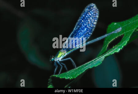 Libelle, Borneo Malaysia Stock Photo