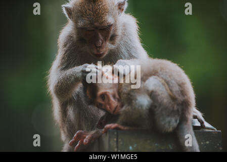 Monkey forest in Bali, ubud. Concept about nature and animals Stock Photo