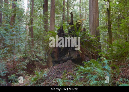 Humboldt Redwoods State Park , California , USA Stock Photo