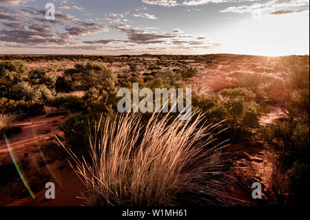 Grass land in the outback at sunset, great central road close to Warburton, Western Australia, Australia Stock Photo