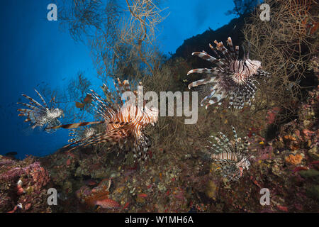 Red Lionfish, Pterois volitans, Marovo Lagoon, Solomon Islands Stock Photo