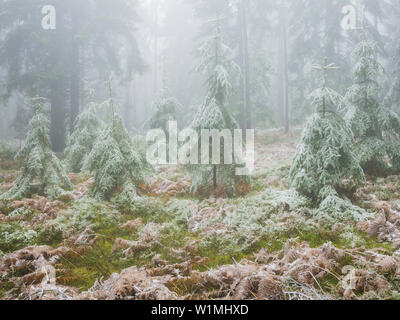 iced forest in the Wechselgebiet, Lower Austria, Austria Stock Photo