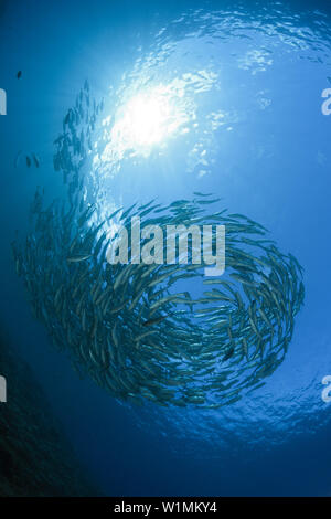 Schooling Bigeye Trevally, Caranx sexfasciatus, Mary Island, Solomon Islands Stock Photo