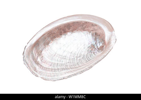 beautiful seashell isolated on white background