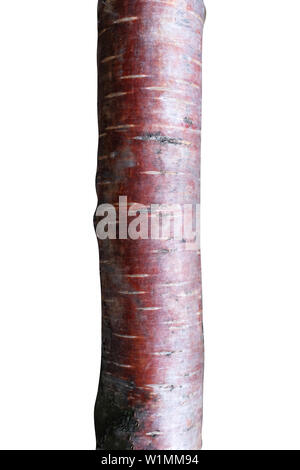 trunk of pink birch isolated on white background Stock Photo