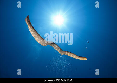 Chinese Sea Snake, Laticauda semifasciata, Kai Islands, Moluccas, Indonesia Stock Photo