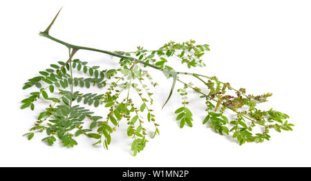 Plant Gleditsiaor locust isolated on white background. Stock Photo