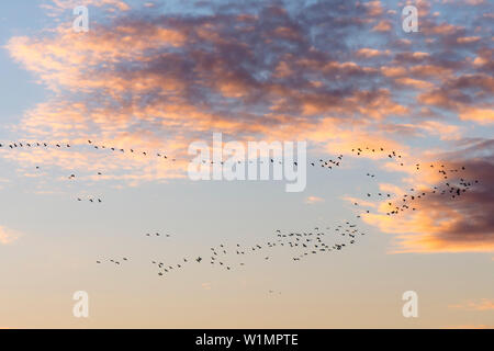 Silhouettes of in formation flying cranes in the cloudy sky, which is illuminated by the setting sun - Linum in Brandenburg, north of Berlin, Germany Stock Photo