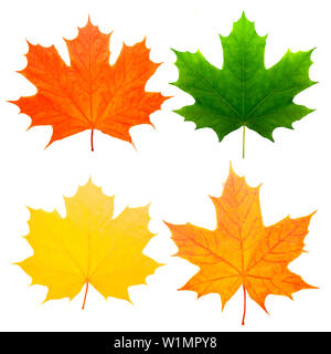 four beautiful maple leaves isolated on white background Stock Photo