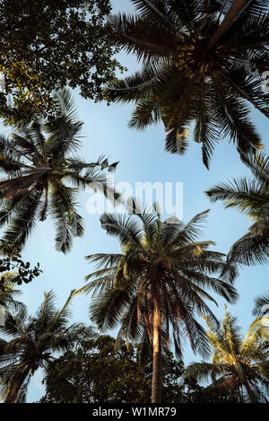 view upwards in a forest of palm trees, Ko Phi Phi Don Phi Phi Islands, Thailand, Southeast Asia Stock Photo