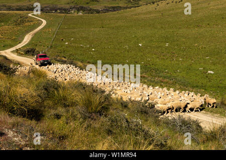 Sheep drive in the mountains of the Hawkdun Range, Otago, South Island, New Zealand Stock Photo