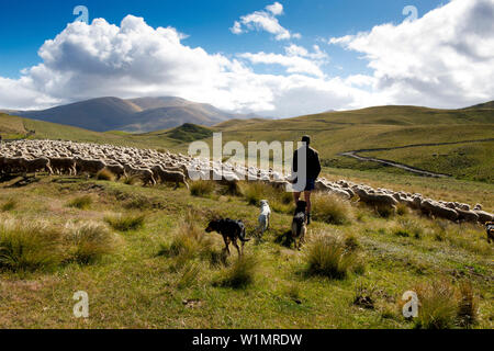 Sheep drive in the mountains of the Hawkdun Range, Otago, South Island, New Zealand Stock Photo
