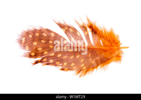 natural orange with stained feather isolated on white background Stock Photo