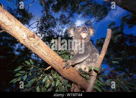 Koala, Port Macquarie Koala Hospital Port Macquarie, NSW, Australia Stock Photo