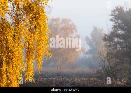 Birch tree in autumn colors with glowing, yellow leaves, with ground fog and ground frost, illuminated by the rising sun - Linum in Brandenburg, north Stock Photo