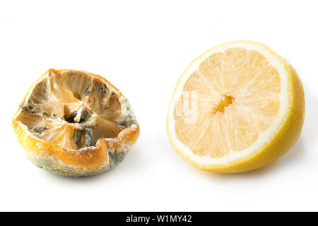 Ugly lemon with mold and fresh half lemon on white background. Close up. Improper storage of food. Harm mold. Stock Photo