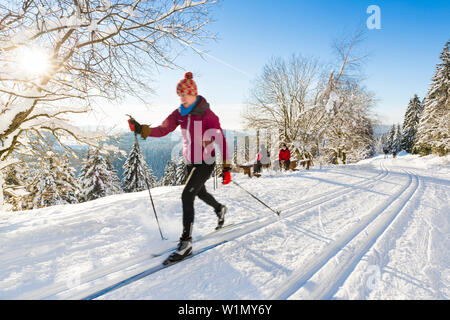 Women skiing in winter forest, cross-country skiing, fir trees covered with snow, mountains, dusk, winter sport, Ski area, Harz, MR, Sankt Andreasberg Stock Photo