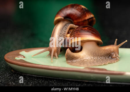 Big snails Achatina on a dark background Stock Photo