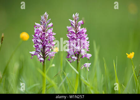 Marsh Orchid, Orchis militaris, Bavaria, Germany Stock Photo