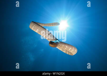 Chinese Sea Snake, Laticauda semifasciata, Kai Islands, Moluccas, Indonesia Stock Photo