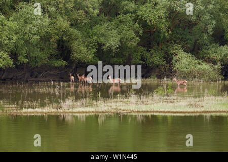 Red deer North of the confluence of the rivers Drava and Danube (at about km 1390) , Croatia , Europe Stock Photo