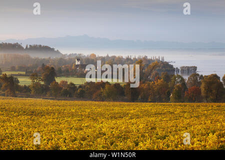 Morning mood at Lake Constance, view over a vineyard near Meersburg to the range of the Alps, Lake Constance, Baden-Wuerttemberg, Germany Stock Photo