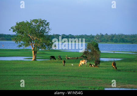 Storage Lake, Puttalam, North Western Provinz Sri Lanka Stock Photo