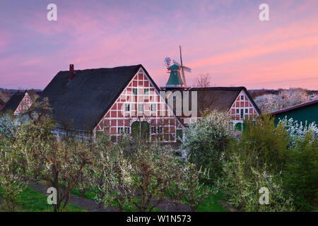 Blooming trees in front of windmill and half-timbered houses with thatched roofs, near Twielenfleth, Altes Land, Lower Saxony, Germany Stock Photo