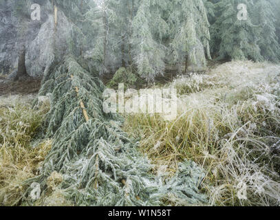 iced forest in the Wechselgebiet, Lower Austria, Austria Stock Photo