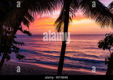 sunset, Coconut trees on the beach, Cocos nucifera, Tobago, West Indies, Caribbean Stock Photo