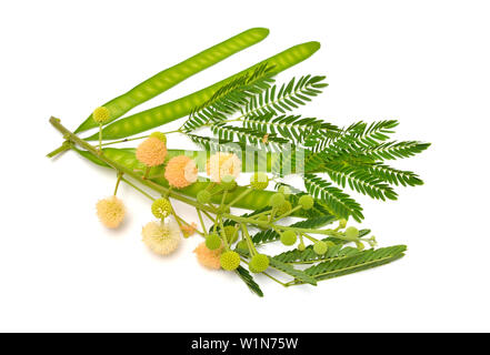 Leucaena leucocephala, Common names include white leadtree, jumbay river tamarind subabul, and white popinac. Isolated. Stock Photo