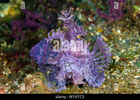 Weedy Scorpionfish, Rhinopias frondosa, Bali, Indonesia Stock Photo