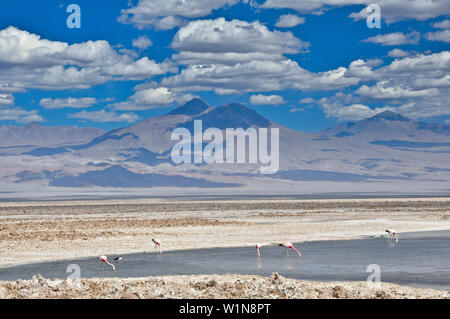 Salt lake Salar de Atacama with Laguna Chaxa und Andean Flamingos, Phoenicoparrus andinus, volcano Licancabur, San Pedro de Atacama, Atacama Wüste, Al Stock Photo
