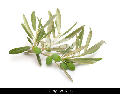 The olive, known by the botanical name Olea europaea. Isolated on white background. Stock Photo