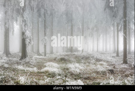 iced forest in the Wechselgebiet, Lower Austria, Austria Stock Photo