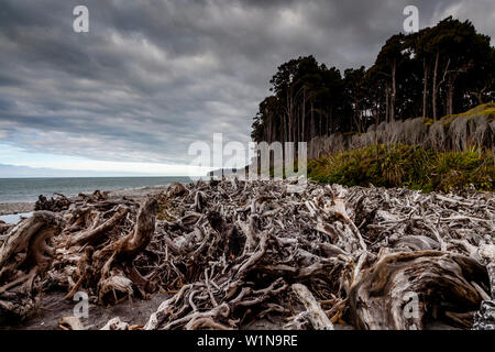 Dead Trees On The Beach near Haast, South Island, New Zealand Stock Photo